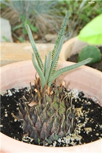 30661150-IMG_7605 cikas.jpg